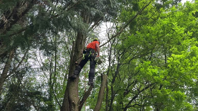 Why Choose Our Tree Removal Services in Vevay, IN?